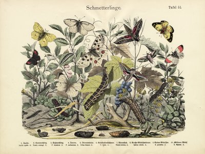 Motyle, ok.1860 autorstwa German School